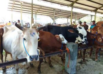 PMK Kembali Muncul di Blora, 20 Sapi Dilaporkan Terkena dalam Dua Pekan 4 PMK Kembali Muncul di Blora, 20 Sapi Dilaporkan Terkena dalam Dua Pekan