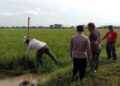 Bisa Dipidana, Petani di Demak Diimbau Tak Pakai Jebakan Tikus Beraliran Listrik 18 Bisa Dipidana, Petani di Demak Diimbau Tak Pakai Jebakan Tikus Beraliran Listrik