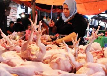 Ini Penyebab Harga Daging Ayam di Jateng Tembus Rp40 Ribu Per Kilogram