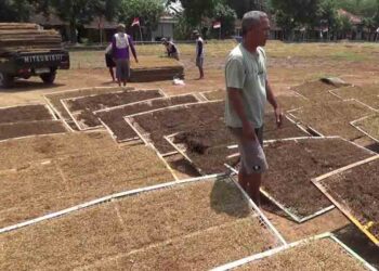 Sempat Turun, Harga Tembakau di Kendal Kembali Stabil