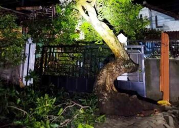 Hujan Lebat Melanda Kendal Semalam, Pohon Tumbang Dilaporkan Timpa Rumah Warga 6 Hujan Lebat Melanda Kendal Semalam, Pohon Tumbang Dilaporkan Timpa Rumah Warga
