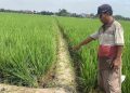 Seorang Lansia di Kudus Tewas Diduga Tersengat Listrik Jebakan Tikus 18 Seorang Lansia di Kudus Tewas Diduga Tersengat Listrik Jebakan Tikus