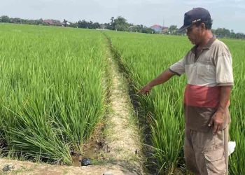 Seorang Lansia di Kudus Tewas Diduga Tersengat Listrik Jebakan Tikus