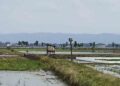 Pemkab Kudus Resmi Larang Petani Pakai Jebakan Tikus Beraliran Listrik 19 Pemkab Kudus Resmi Larang Petani Pakai Jebakan Tikus Beraliran Listrik