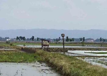Pemkab Kudus Resmi Larang Petani Pakai Jebakan Tikus Beraliran Listrik