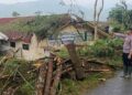 Ratusan Pohon Pinus Dilaporkan Tumbang saat Hujan Deras di Petungkriyono Pekalongan 19 Ratusan Pohon Pinus Dilaporkan Tumbang saat Hujan Deras di Petungkriyono Pekalongan