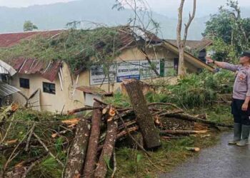 Ratusan Pohon Pinus Dilaporkan Tumbang saat Hujan Deras di Petungkriyono Pekalongan 7 Ratusan Pohon Pinus Dilaporkan Tumbang saat Hujan Deras di Petungkriyono Pekalongan