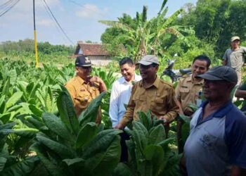 Bupati Harno Akui Kualitas Tembakau di Rembang Menurun Imbas Cuaca