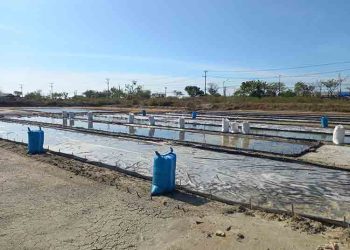 Petani Garam di Rembang Mulai Panen, Hasil Disebut Tak Maksimal