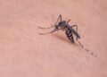 Kasus Demam Dengue di Blora Melonjak, Warga Diimbau Jaga Perilaku Sehat