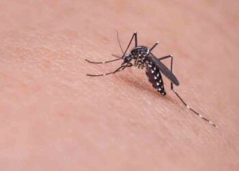 Kasus Demam Dengue di Blora Melonjak, Warga Diimbau Jaga Perilaku Sehat