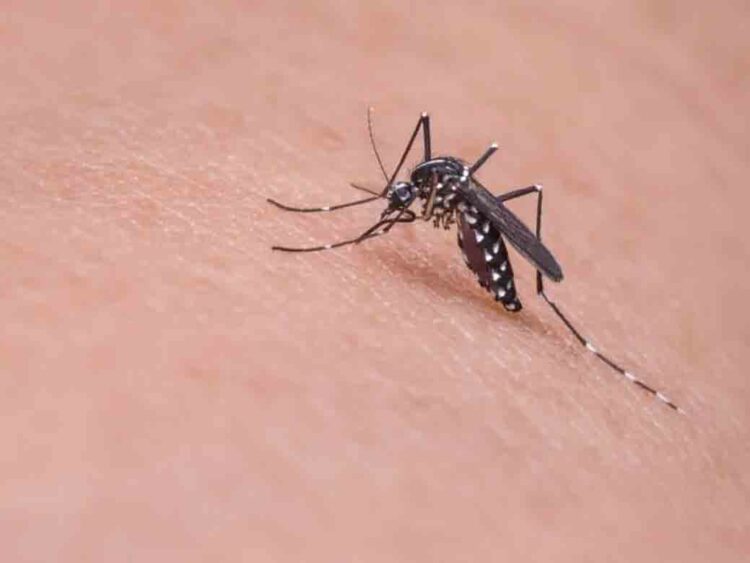 Kasus Demam Dengue di Blora Melonjak, Warga Diimbau Jaga Perilaku Sehat