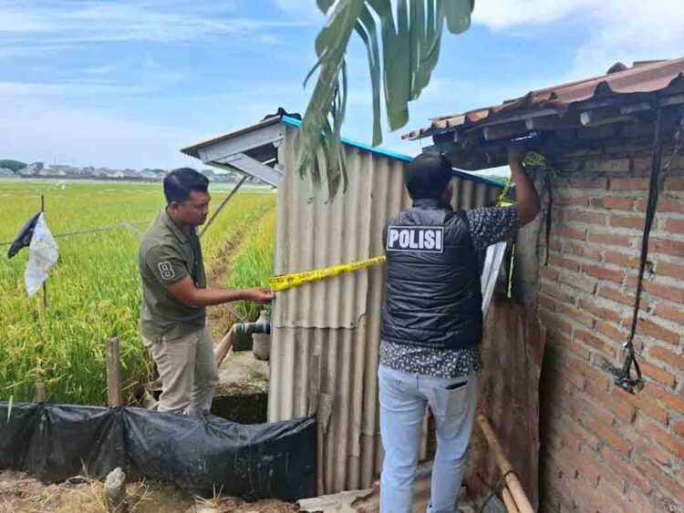 Kasus Mahasiswa Meninggal Akibat Tersengat Jebakan Tikus di Kudus Diselidiki Polisi 1 Kasus Mahasiswa Meninggal Akibat Tersengat Jebakan Tikus di Kudus Diselidiki Polisi