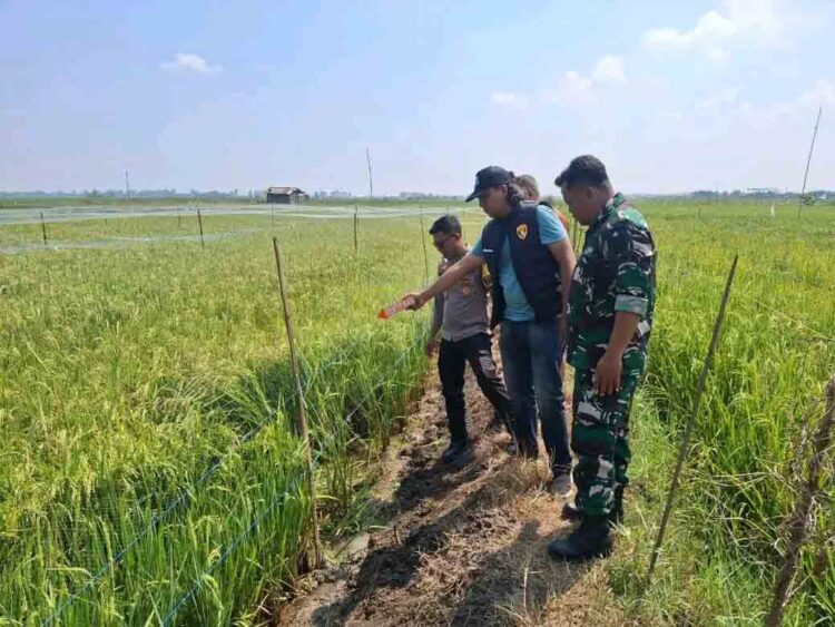 Diduga Tersengat Jebakan Tikus yang Dipasang Sendiri, Warga Pati Ditemukan Tewas