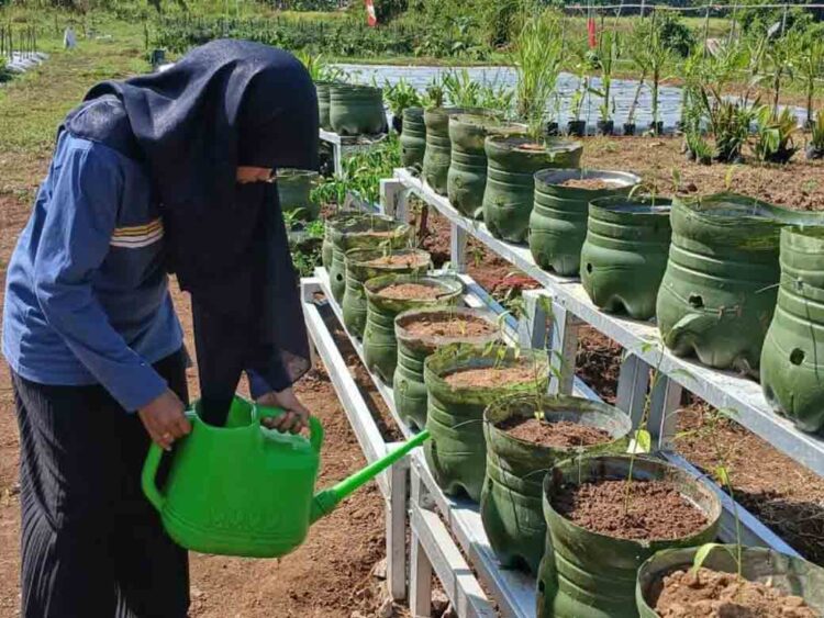 Pemkot Pekalongan Dorong Urban Farming Atasi Darurat Sampah