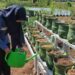 Pemkot Pekalongan Dorong Urban Farming Atasi Darurat Sampah 8 Pemkot Pekalongan Dorong Urban Farming Atasi Darurat Sampah