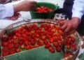 Tambah Nilai Jual Tomat, Dintanpan Rembang Apresiasi Inovasi Torakur 13 Tambah Nilai Jual Tomat, Dintanpan Rembang Apresiasi Inovasi Torakur