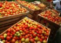 Harga Tomat di Rembang Anjlok Hingga Rp750 Per Kilogram 15 Harga Tomat di Rembang Anjlok Hingga Rp750 Per Kilogram