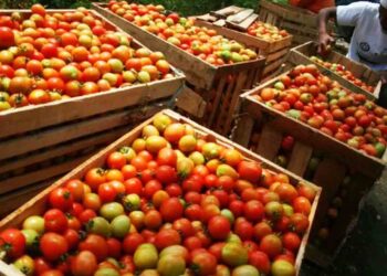 Harga Tomat di Rembang Anjlok Hingga Rp750 Per Kilogram