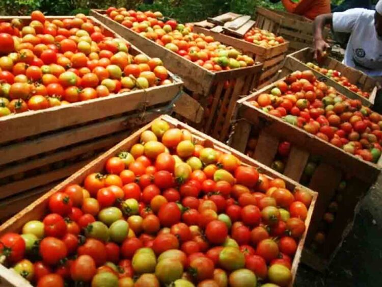 Harga Tomat di Rembang Anjlok Hingga Rp750 Per Kilogram