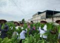 Hadapi Musim Hujan, Bupati Rembang Beri Semangat ke Petani Tembakau 19 Hadapi Musim Hujan, Bupati Rembang Beri Semangat ke Petani Tembakau
