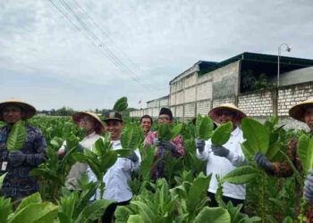 Hadapi Musim Hujan, Bupati Rembang Beri Semangat ke Petani Tembakau 7 Hadapi Musim Hujan, Bupati Rembang Beri Semangat ke Petani Tembakau
