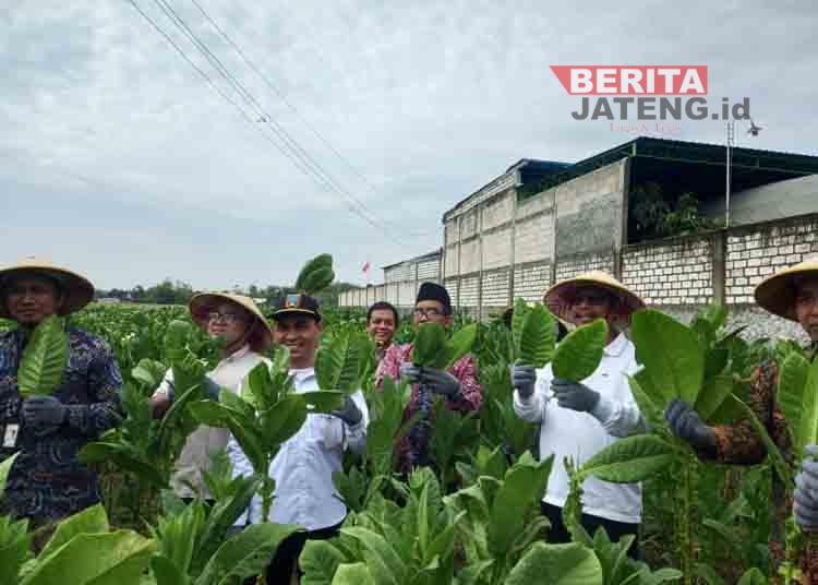 Hadapi Musim Hujan, Bupati Rembang Beri Semangat ke Petani Tembakau 1 Hadapi Musim Hujan, Bupati Rembang Beri Semangat ke Petani Tembakau