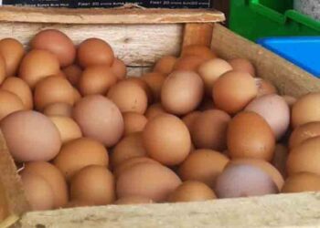 Harga Telur di Salatiga Naik Hingga Rp30 Ribu, Pembeli Mengeluh