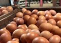 Kenaikan Harga Telur di Salatiga Diduga Akibat Permintaan Tinggi Program MBG 15 Kenaikan Harga Telur di Salatiga Diduga Akibat Permintaan Tinggi Program MBG