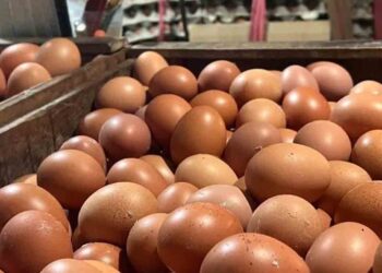 Harga Bahan Pokok di Swalayan Kudus Mulai Naik, Diduga Akibat Rupiah Melemah 3 Kenaikan Harga Telur di Salatiga Diduga Akibat Permintaan Tinggi Program MBG