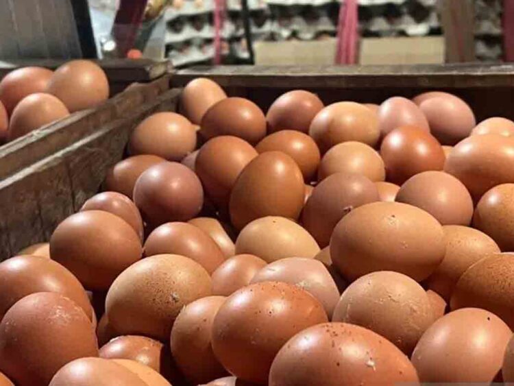 Kenaikan Harga Telur di Salatiga Diduga Akibat Permintaan Tinggi Program MBG 1 Kenaikan Harga Telur di Salatiga Diduga Akibat Permintaan Tinggi Program MBG