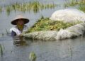 Bantuan Rp29 M untuk Petani Pati Terdampak Banjir 2023 Belum Terealisasi