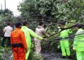 Sejumlah Pohon di Salatiga Tumbang Usai Hujan Deras, Timpa Satu Rumah 13 Sejumlah Pohon di Salatiga Tumbang Usai Hujan Deras, Timpa Satu Rumah
