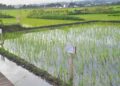 Kebijakan Baru, Petani Semarang Bisa Garap Lahan Pemerintah Lebih Murah 12 Kebijakan Baru, Petani Semarang Bisa Garap Lahan Pemerintah Lebih Murah