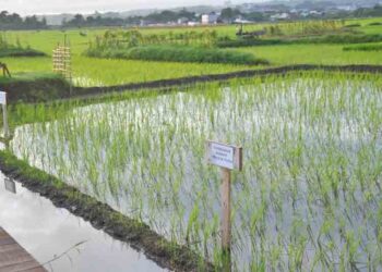 Kebijakan Baru, Petani Semarang Bisa Garap Lahan Pemerintah Lebih Murah