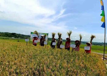 Pakai Pupuk Organik, Petani di Susukan Semarang Panen Padi 69 Ton