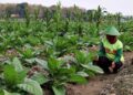 Perputaran Uang di Musim Tanam Tembakau Rembang Diperkirakan Capai Rp455 M 14 Lebih Rendah, DBHCHT Blora 2026 Turun Menjadi Rp13,7 Miliar
