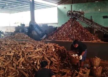 Harga Singkong Turun Jadi Rp700, Petani di Pati Mengeluh