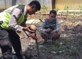 Rusak Genting Rumah, Monyet Liar Resahkan Warga Karangdadap Pekalongan