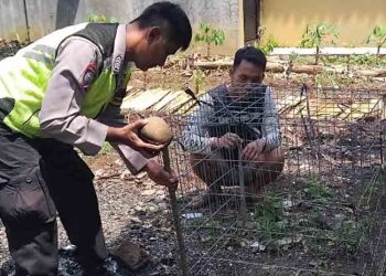 Rusak Genting Rumah, Monyet Liar Resahkan Warga Karangdadap Pekalongan