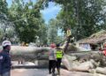 Pohon Randu 23 Meter di Pekalongan Tumbang Menimpa Warung, 2 Orang Luka-Luka