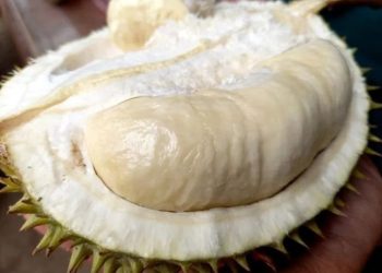 Panen Menurun, Festival Durian Cempoko Semarang Tetap Akan Digelar