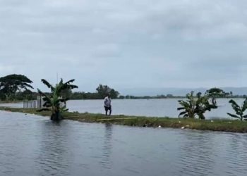 Kudus Akan Usulkan Asuransi untuk Sawah Terdampak Banjir