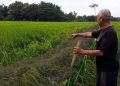 Hasil Panen Padi di Blora Turun Akibat Serangan Tikus, Petani Resah 16 Hasil Panen Padi di Blora Turun Akibat Serangan Tikus, Petani Resah