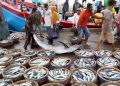 Harga Ikan di Blora Naik Hingga 80 Persen Imbas Banjir di Pantura 14 Harga Ikan di Blora Naik Hingga 80 Persen Imbas Banjir di Pantura