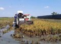 Petani Demak Senang, Harga Gabah Tembus Rp7.300 di Panen Raya