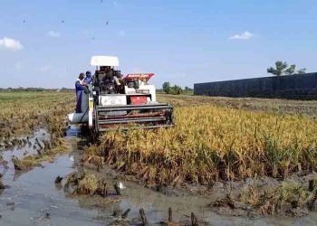 Petani Demak Senang, Harga Gabah Tembus Rp7.300 di Panen Raya