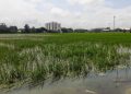 1.444 Hektar Lahan Sawah di Kendal Terancam Gagal Panen Imbas Kebanjiran 15 1.444 Hektar Lahan Sawah di Kendal Terancam Gagal Panen Imbas Kebanjiran