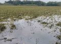 Sawah di Kudus Terendam Banjir 2 Pekan, Pemkab Usulkan Bantuan Bibit 16 Sawah di Kudus Terendam Banjir 2 Pekan, Pemkab Usulkan Bantuan Bibit