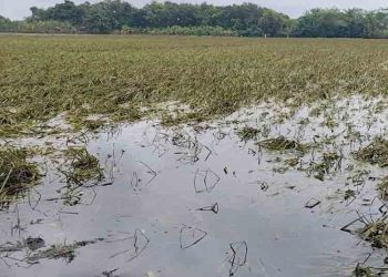 Sawah di Kudus Terendam Banjir 2 Pekan, Pemkab Usulkan Bantuan Bibit